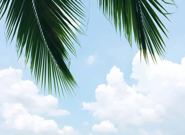 Hojas Palmeras Cielo Azul Con Nubes Verano Fondo — Foto de Stock