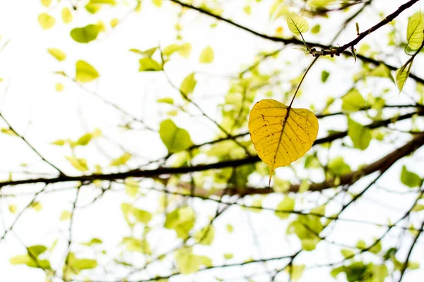 golden bo leaves / sacred fig leaf in the nature.