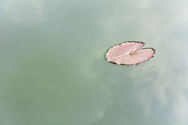 Lotus Blad Rent Vatten Dammen Med Reflektion Från Himlen Bakgrund — Stockfoto