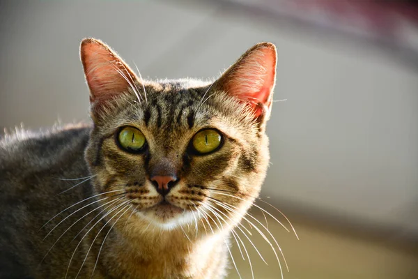 Chockad Och Rädd Katt Öga Närbild — Stockfoto