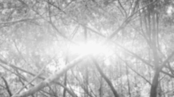 Suddig Skog Och Ett Ljus Från Solen Monokrom Bakgrund — Stockfoto