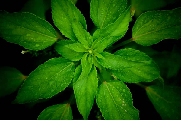 Little Green Leaf Nature Closeup — Stock Photo, Image