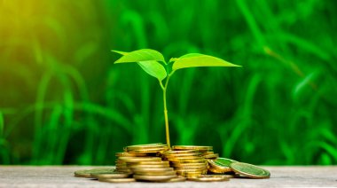 Bahçedeki altın madeni paraların üzerinde küçük bitkiler büyüyor. - Yatırım mülkiyeti kavramı.