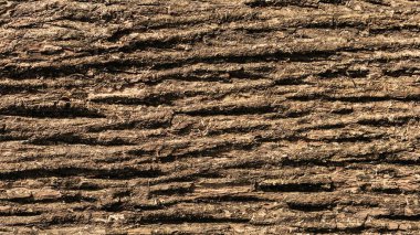 Kahverengi ağaç kabuğu dokusu. - Arka plan.