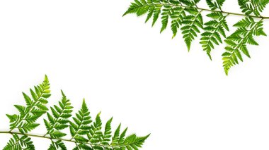 yeşil eğreltiotu yaprakları beyaz arkaplanda izole