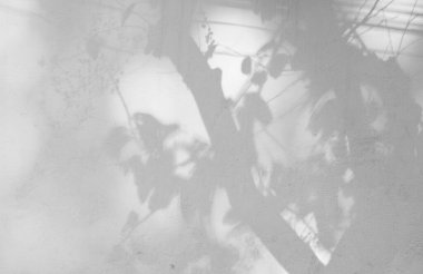 Dalların gölgeleri ve yaprakların beyaz duvarları...