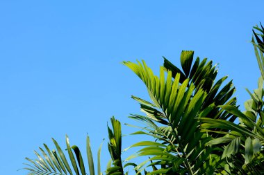 Yakın çekim yeşil palmiye yaprakları  