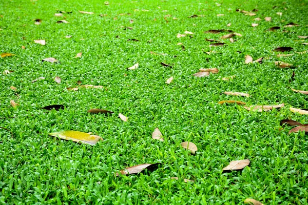 Green Grass Background Texture — Stock Photo, Image