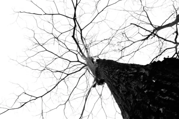 배경에 떨어져 잎사귀없는 나무의 실루엣 — 스톡 사진