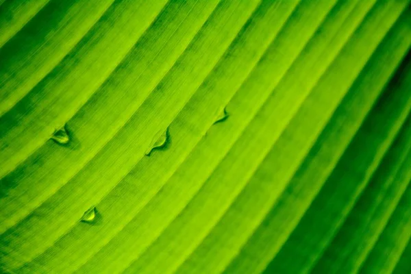 Детали Текстура Зеленого Бананового Листа — стоковое фото