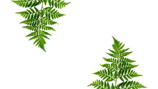 Folhas Samambaia Verde Isoladas Sobre Fundo Branco — Fotografia de Stock