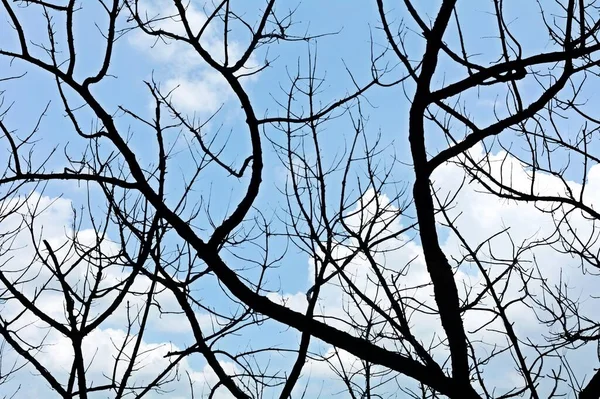 夏に雲と青空に枯れ木の枝 — ストック写真