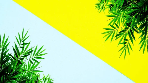 Πράσινο Μπαμπού Φύλλα Πλαίσιο Μπλε Και Κίτρινο Φόντο Χώρος Για — Φωτογραφία Αρχείου