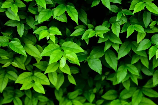 Litet Grönt Löv Naturen Närbild — Stockfoto