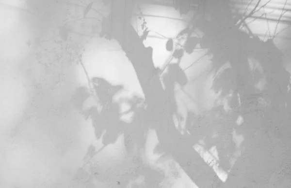 Σκιά Των Κλαδιών Και Των Φύλλων Λευκό Τοίχο — Φωτογραφία Αρχείου
