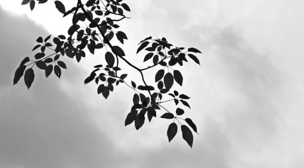 美しい木の枝 モノクロ — ストック写真