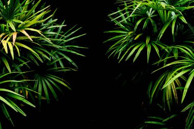 Yeşil palmiye yağmur ormanlarında desenler bırakır - ışık ve gölge