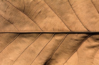 kuru kahverengi yaprak dokusu - arkaplan