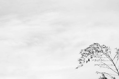 Bambu yapraklarının silueti.