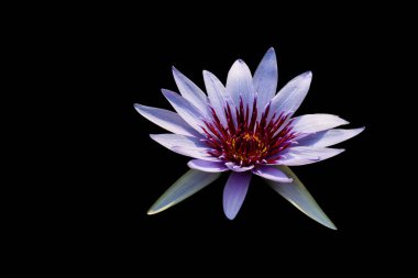 siyah arkaplanda izole edilmiş mor nilüfer çiçeği