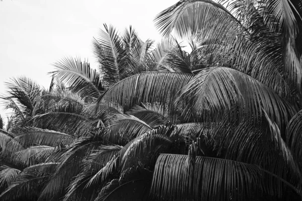 Feuilles Palmier Isolées Sur Blanc — Photo