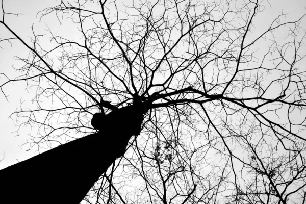 배경에 떨어져 잎사귀없는 나무의 실루엣 — 스톡 사진