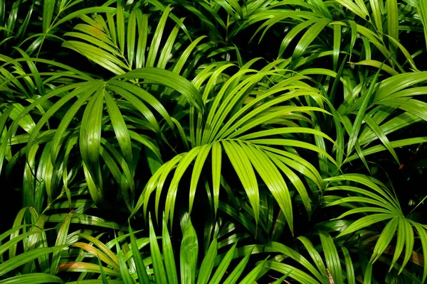 Motifs Feuilles Palmier Vert Dans Forêt Tropicale Lumière Ombre — Photo