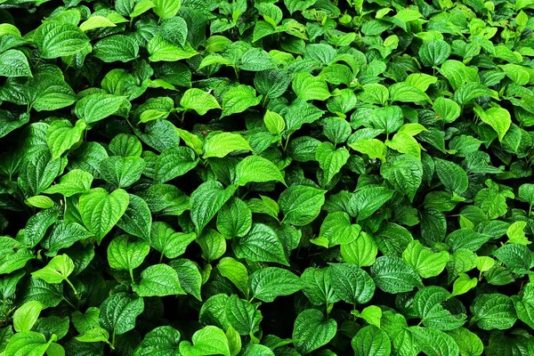 Bela Betel Verde Folhas Textura Fundo — Fotografia de Stock