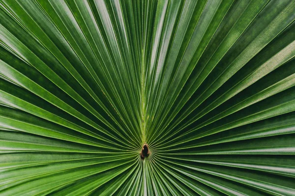 Feuilles Palmier Vert Fond — Photo