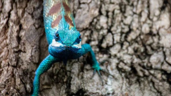 Caméléon Bleu Zone Tropicale Sur Arbre — Photo