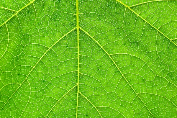 Hojas Calabaza Verde Textura Fondo — Foto de Stock