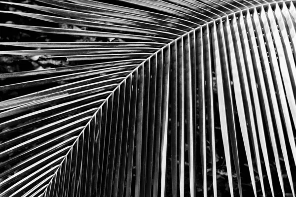 Nahaufnahme Palmblätter Monochrom — Stockfoto