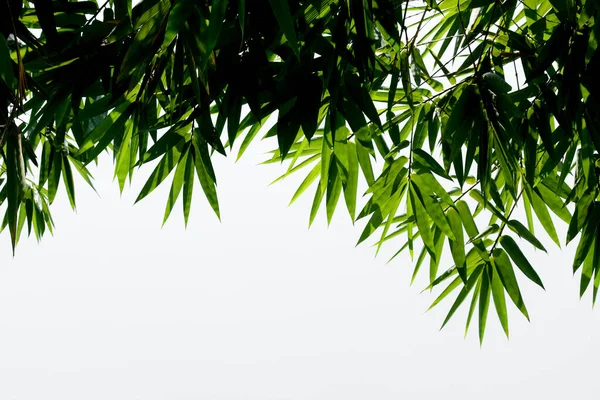 Belles Feuilles Bambou Vert Gros Plan — Photo