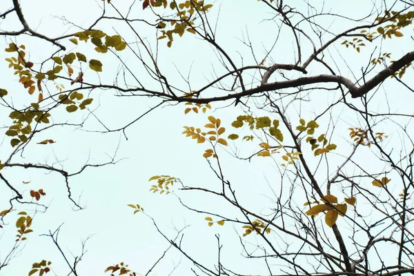 Gele Bladeren Herfst Achtergrond — Stockfoto