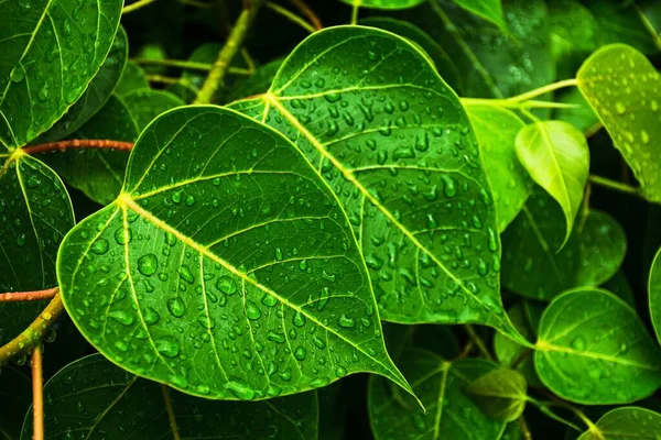 Folha Verde Após Dia Chuvoso Close — Fotografia de Stock