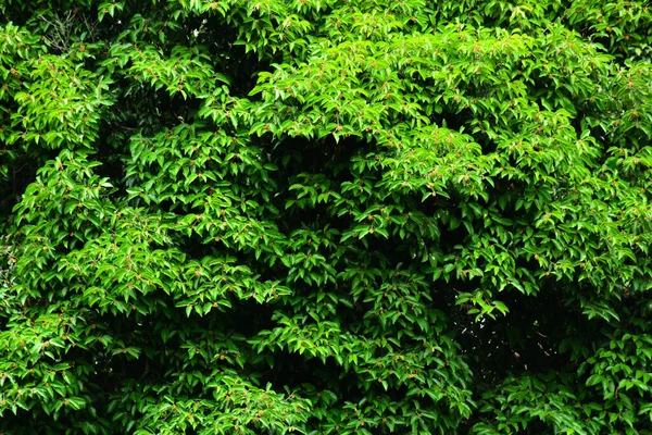 Arrière Plans Arbres Feuilles Vertes — Photo