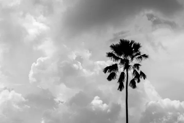 Palmiye Ağacının Silueti Monokrom — Stok fotoğraf