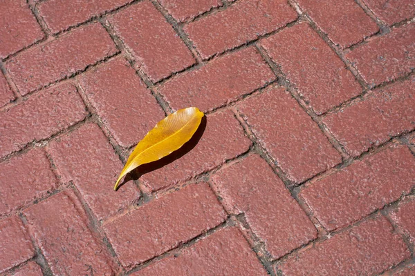 Feuilles Jaunes Sur Sol Pavé Briques — Photo