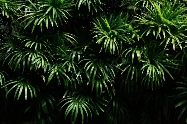 Пальмовые Листья Дикой Природе — стоковое фото