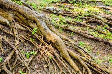 Doğadaki banyan ağacının büyük ıslak kökü 