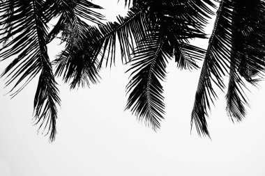 Palmiye yaprakları solgun beyaz