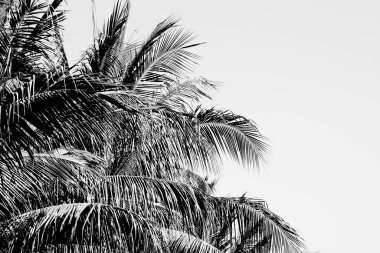 Palmiye yaprakları solgun beyaz