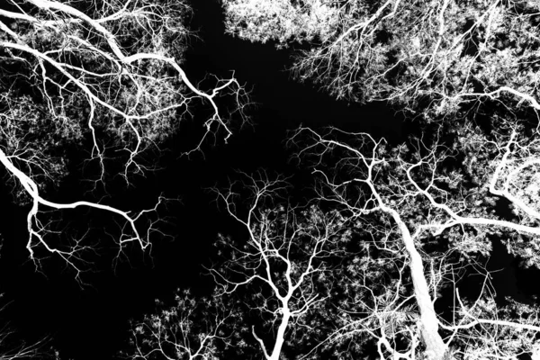 Branches Arbres Blancs Sur Fond Noir — Photo