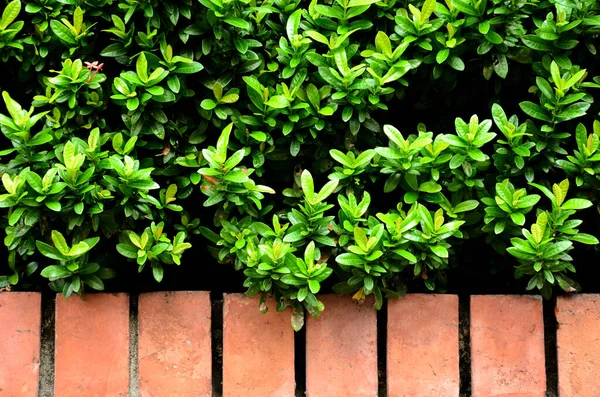 Tree Wall Road Vertical Garden Wall — Stock Photo, Image