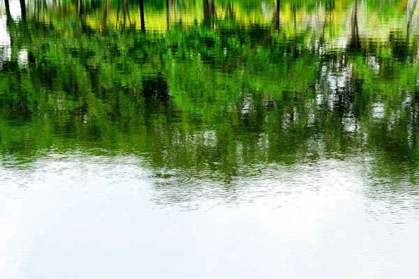 Reflexión Abstracta Del Árbol Sobre Agua — Foto de Stock