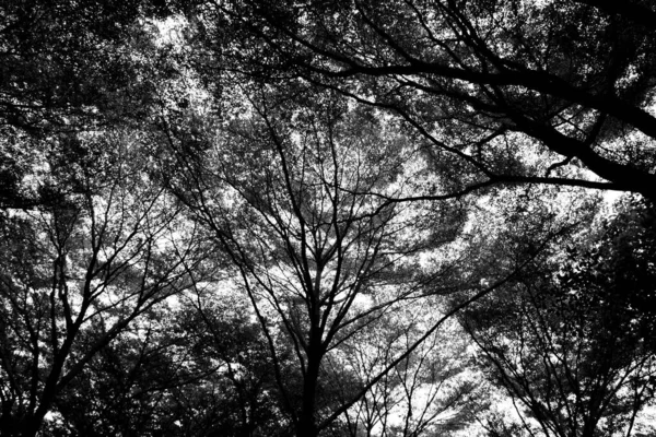 Sylwetka Gałęzi Drzew Monochromatyczna — Zdjęcie stockowe