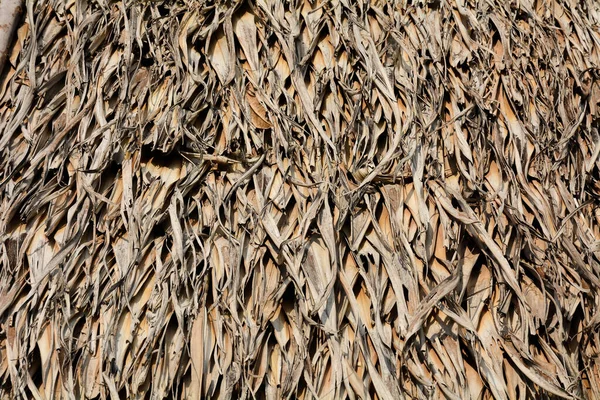 Pile Brown Dry Palm Leaves — Stock Photo, Image