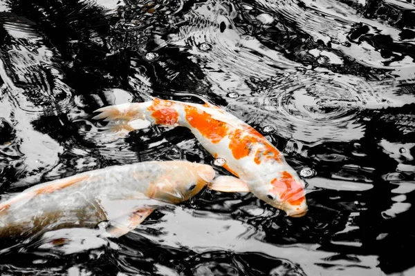 Koi Karpfenfische Schwimmen Teich — Stockfoto