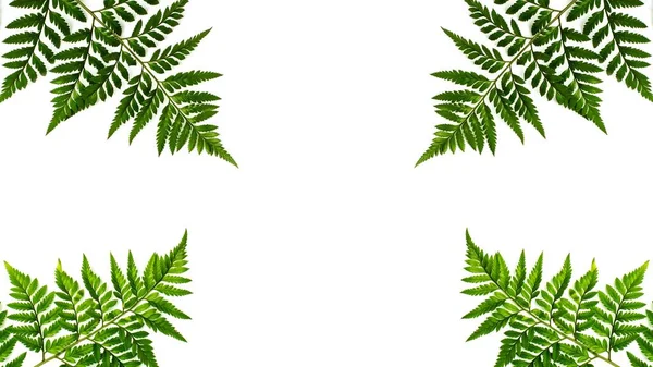Zielone Liście Paproci Odizolowane Białym Tle — Zdjęcie stockowe