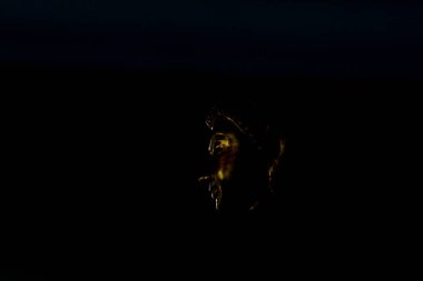 Altın Buda heykelinin yüzü